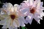 Delightful Dahlias